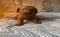 Cavapoo dogs for sale: Stunning Health Tested F1BB Cavapoo’s 🧬 - Image 29