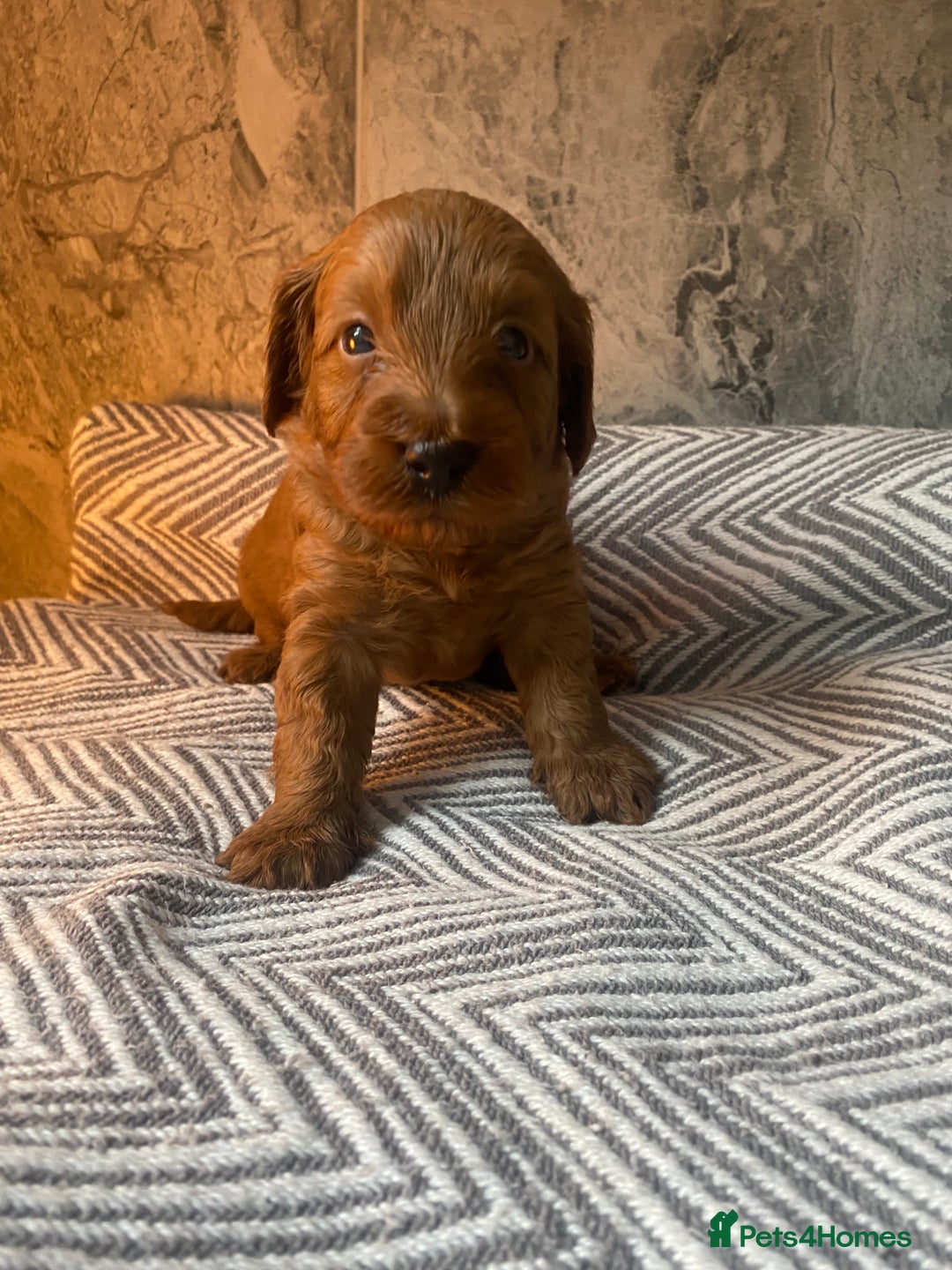 Cavapoo dogs for sale: Stunning Health Tested F1BB Cavapoo’s 🧬 - Image 29