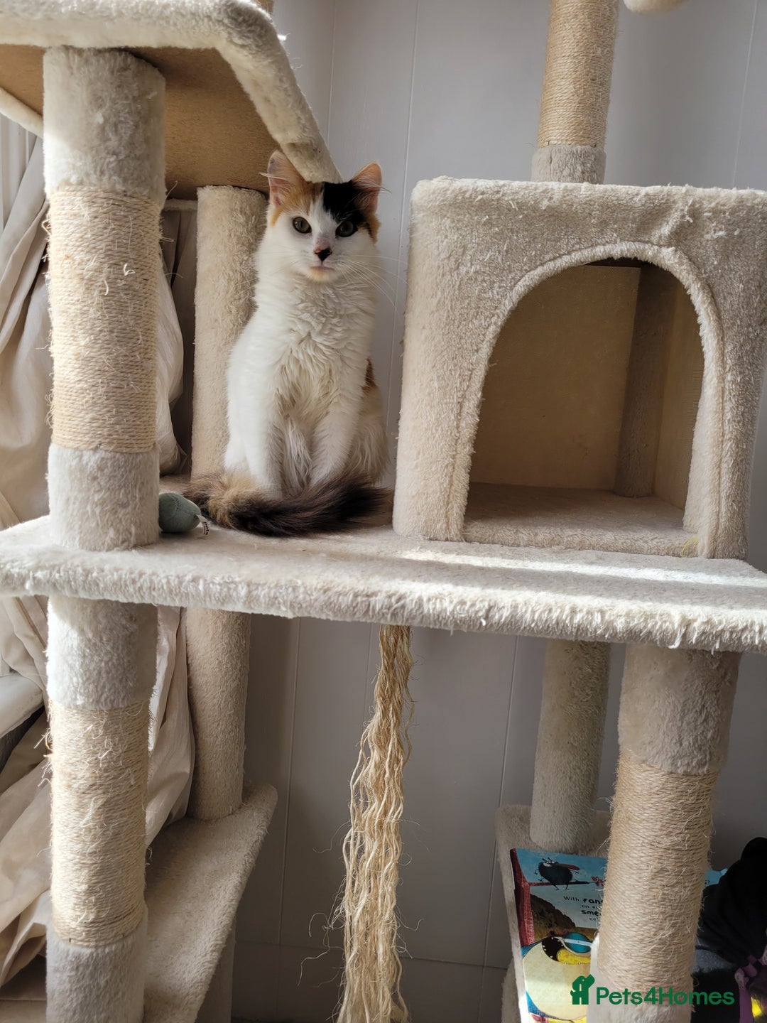 Mixed Breed cats for sale: 8 months old kitten - Advert 2