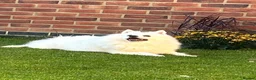 Japanese Spitz dogs for stud: Carlos of Bramley Cottage  in ELY - Advert 2
