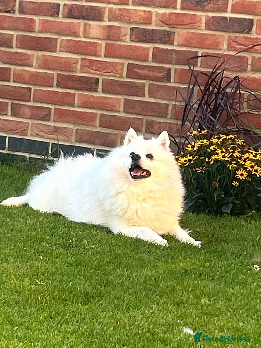 Japanese Spitz dogs for stud: Carlos of Bramley Cottage  in ELY - Advert 2