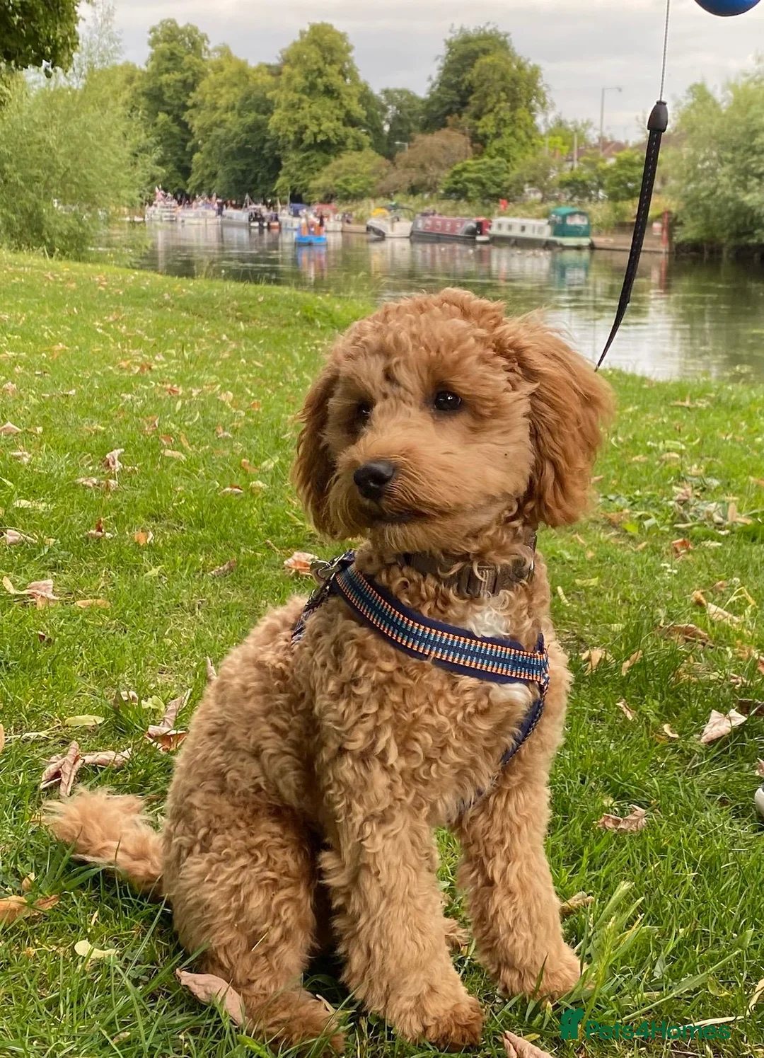 Cavapoo dogs for stud:  Fully healthy tested Proven F1 Cavapoo Stud Dog in Droitwich - Advert 18