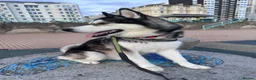 Alaskan Malamute dogs for stud: Two kc registered Male Alaskan malamutes for stud - Advert 11