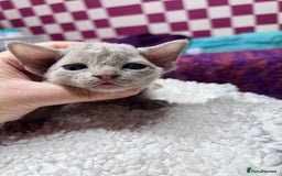Devon Rex cats for sale: 5 fluffy beautiful Lilac Devon Rex babies!!!😻 - Image 4