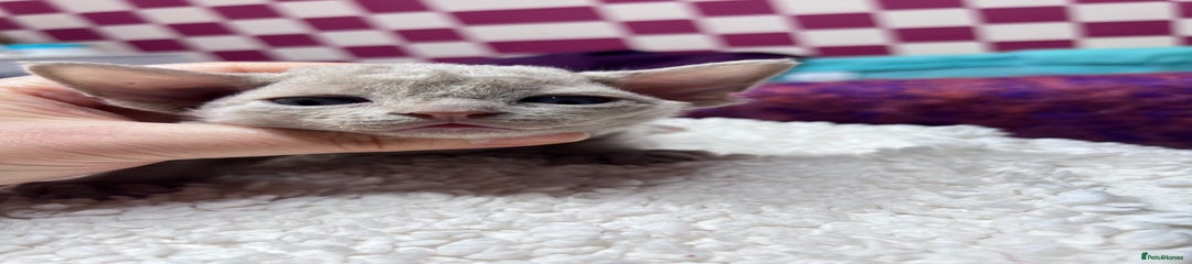 Devon Rex Kitten 5