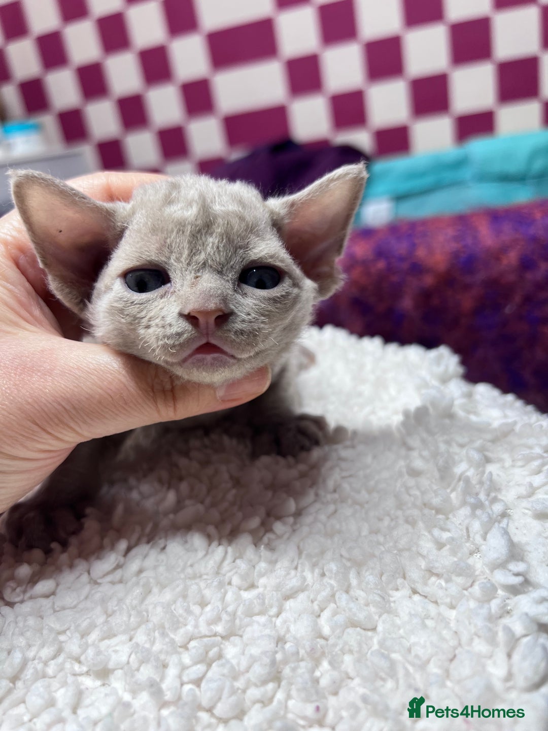 Devon Rex cats for sale: 5 fluffy beautiful Lilac Devon Rex babies!!!😻 - Image 4