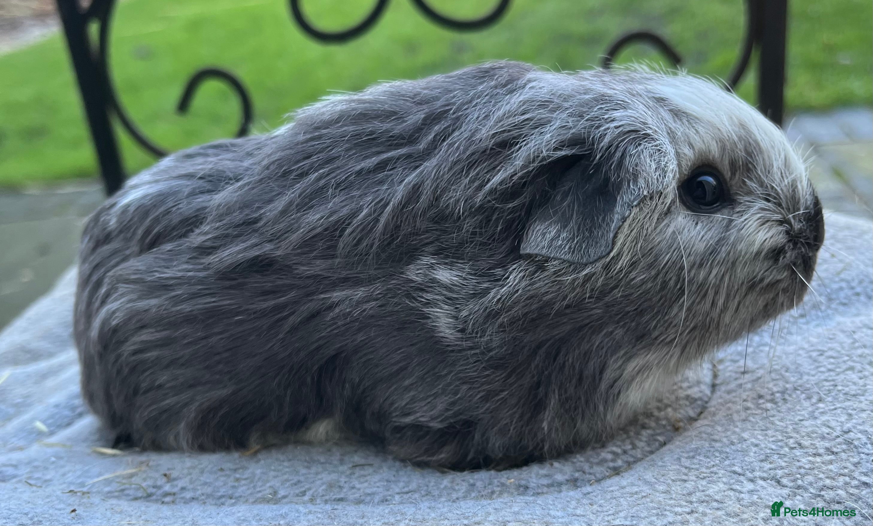 Guinea Pig rodents Guinea pigs x2 8 weeks, x2 6weeks - Advert 16