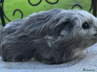 Guinea Pig rodents Guinea pigs x2 8 weeks, x2 6weeks - Advert 16