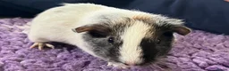 Guinea Pig rodents for sale: Baby Boy Guinea Pigs in Bristol - Advert 3