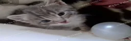 Mixed Breed cats for sale: Kittens available now in Basildon - Advert 2