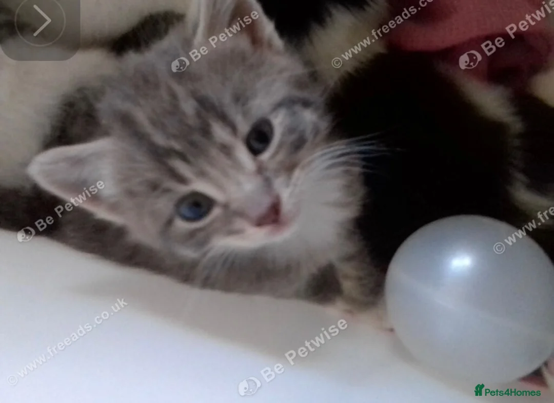 Mixed Breed cats for sale: Kittens available now in Basildon - Advert 2