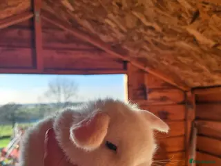 Mini Lop rabbits 🤎Gorgeous Purebred mini lops 🤎 - Advert 12