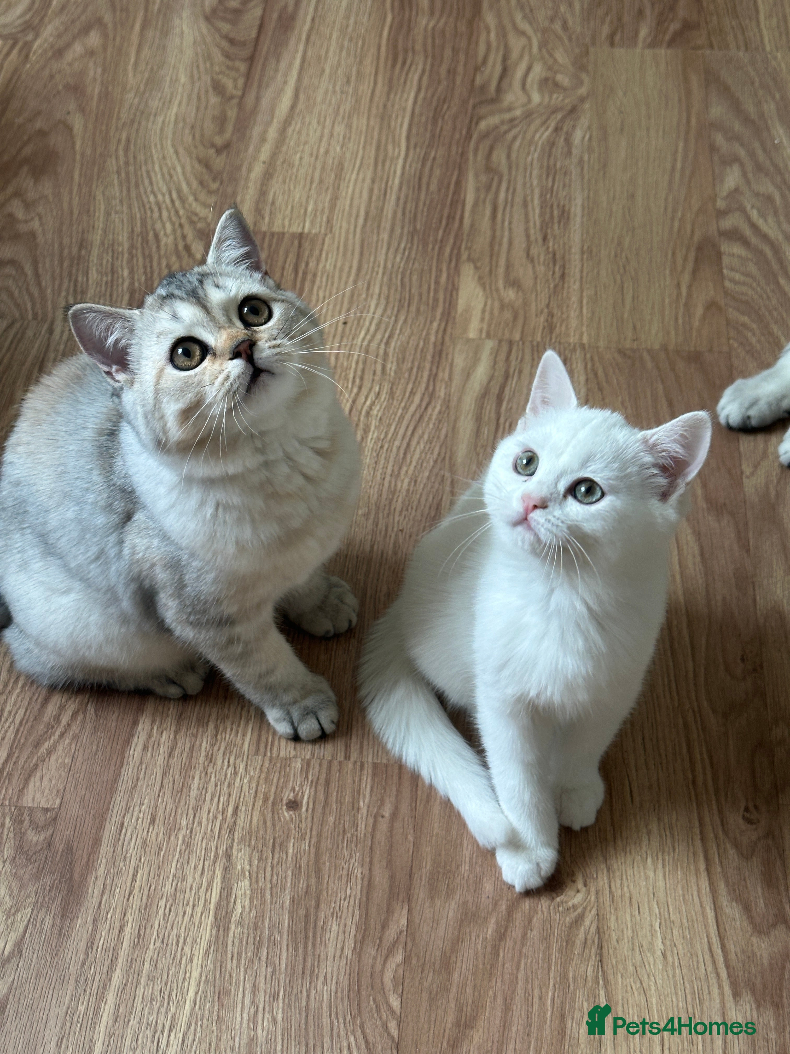 British Shorthair cats Gorgeous British Longhair & Shorthair Kittens - Advert 13