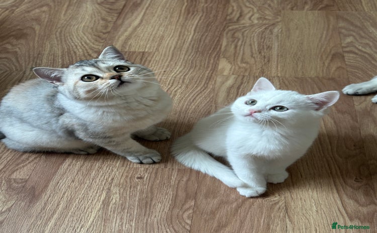 British Shorthair cats - Advert 6