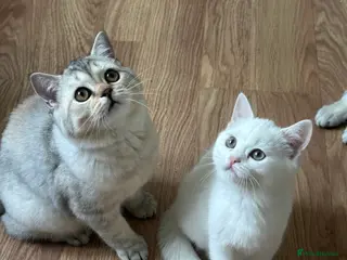 British Shorthair cats Gorgeous British Longhair & Shorthair Kittens - Advert 12