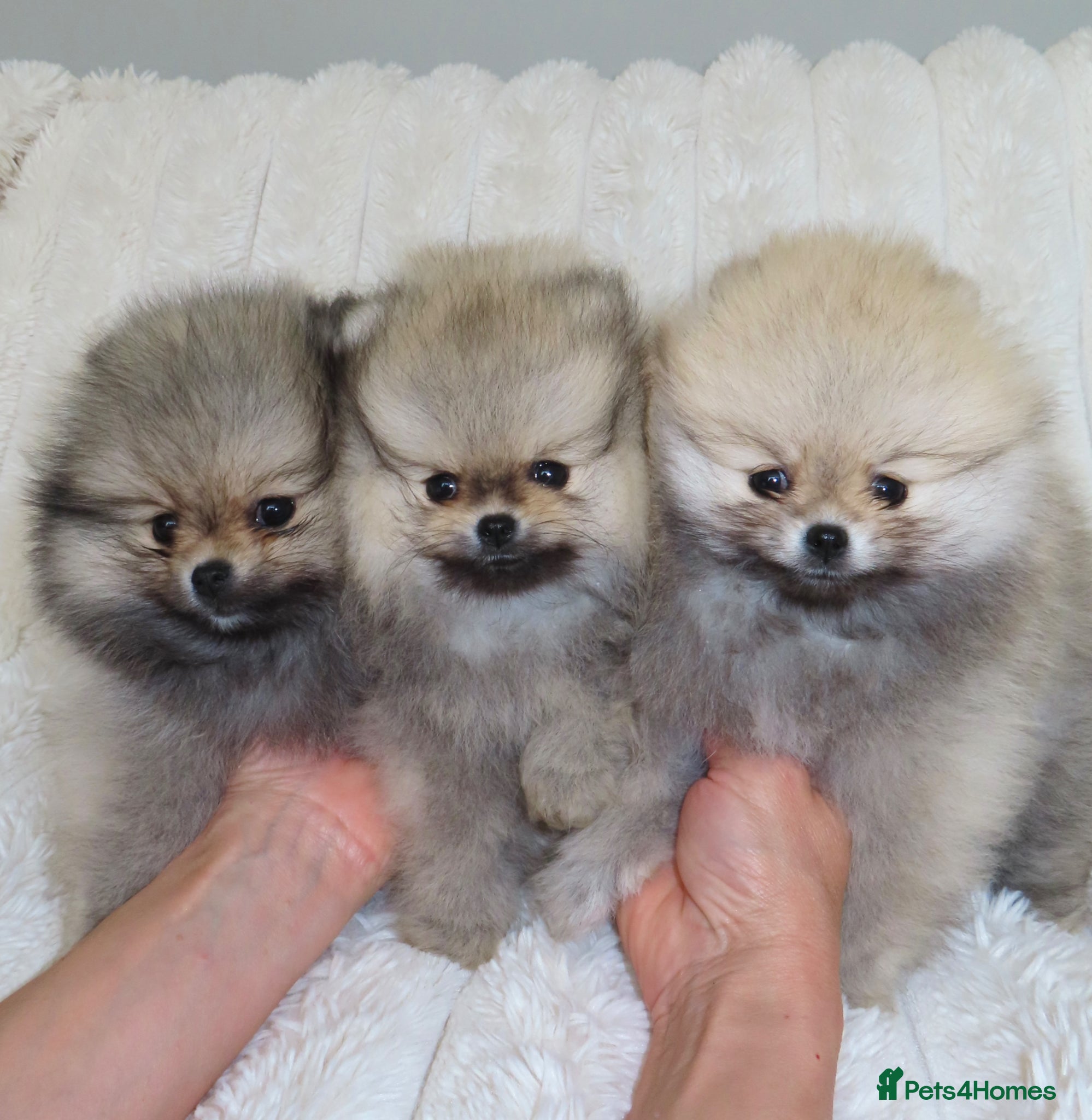 Pomeranian dogs TINY Champion Lines Teddy Faced Pomeranians  - Advert 5
