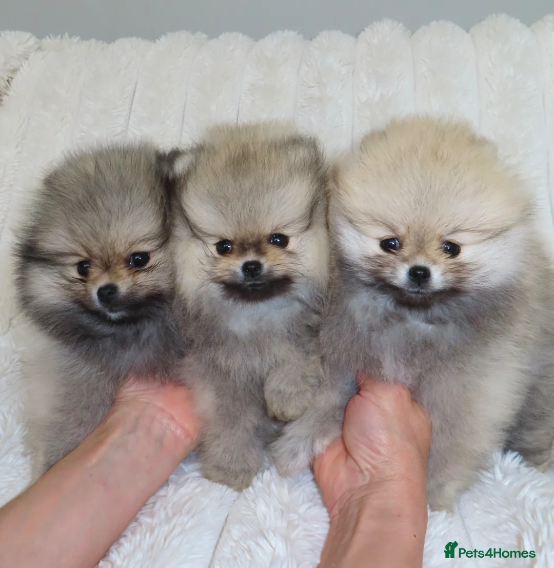 Pomeranian dogs for sale: TINY Champion Lines Teddy Faced Pomeranians  - Advert 1