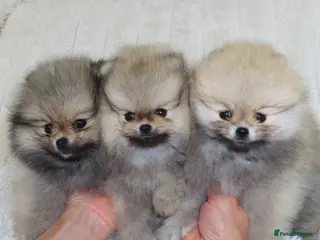 Pomeranian dogs TINY Champion Lines Teddy Faced Pomeranians - Advert 5