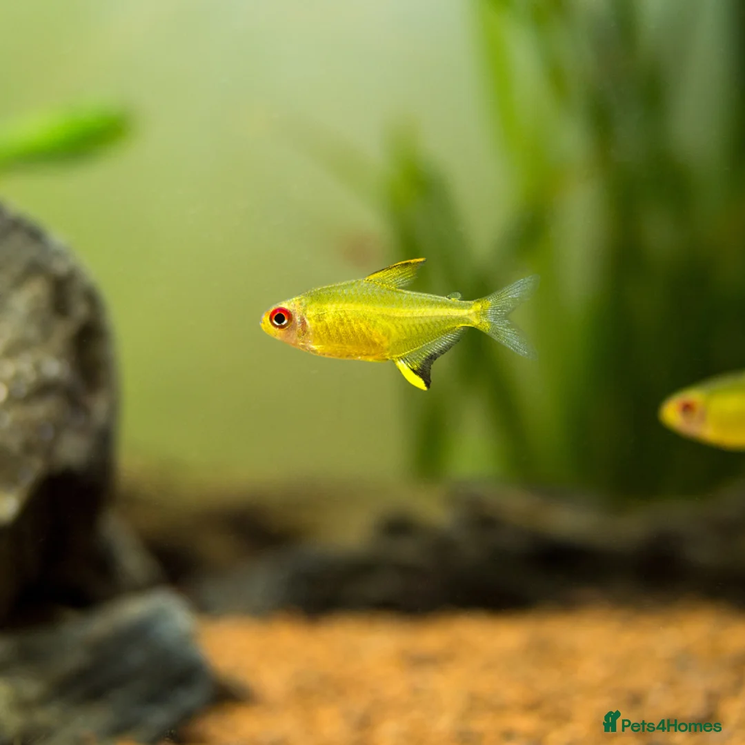 Plecos fish for sale: Super red plecos, shrimp, tetra and more. - Advert 2