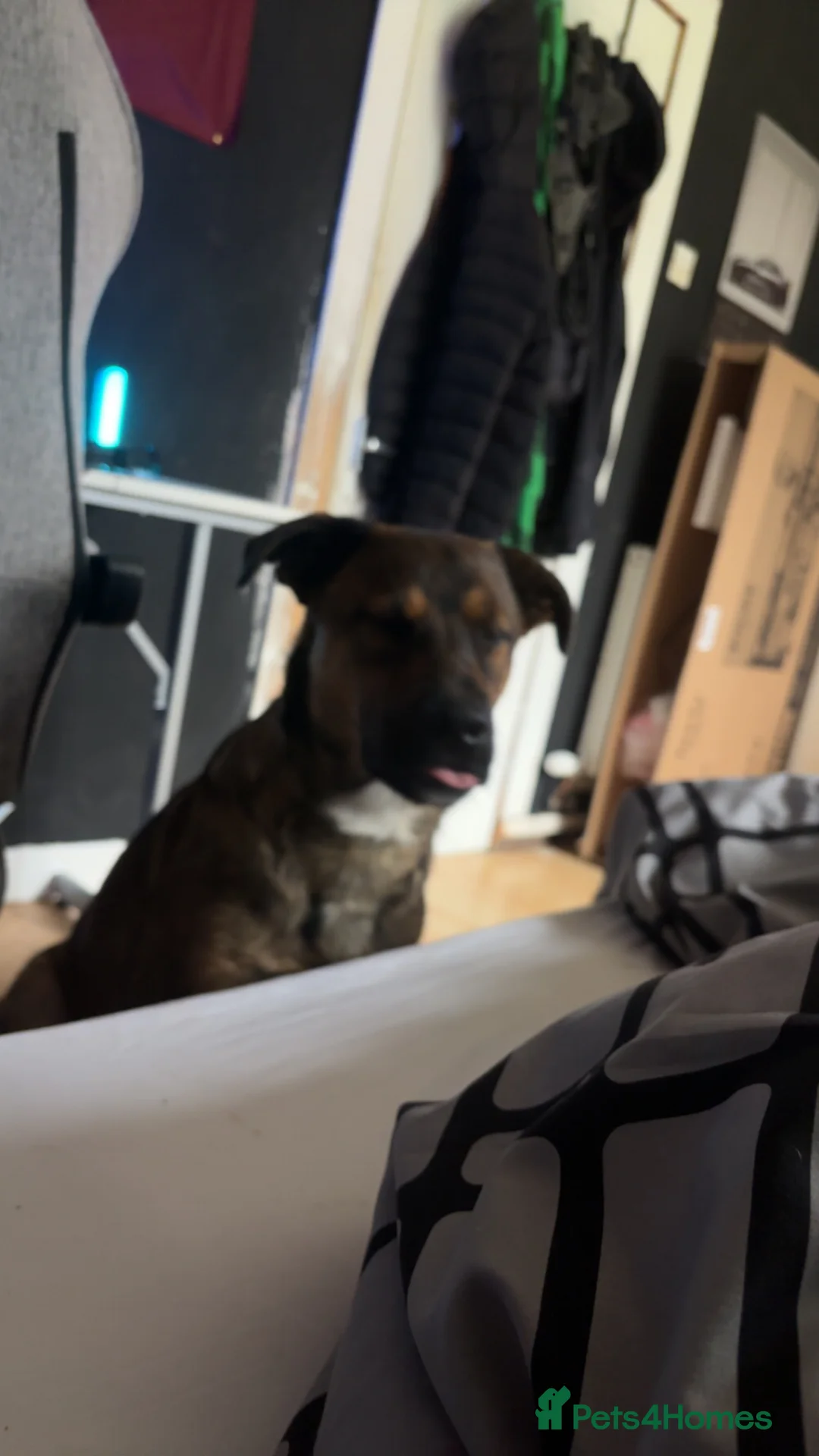 Mixed Breed dogs for sale: German shepherd x Rottweiler male  in Gorebridge - Advert 2