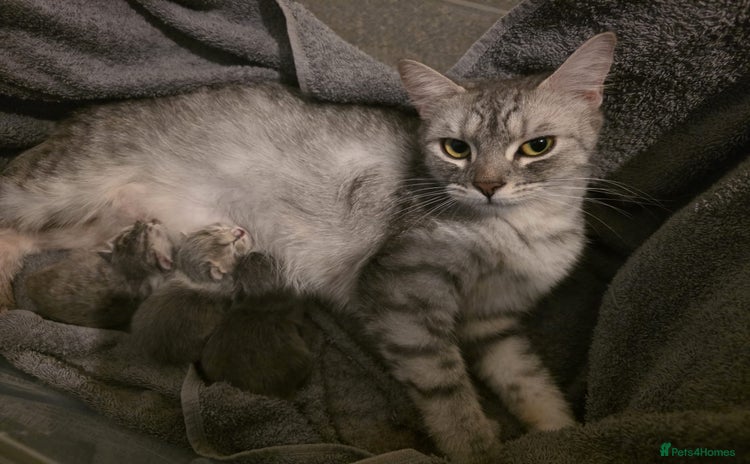 British Shorthair cats - Advert 5