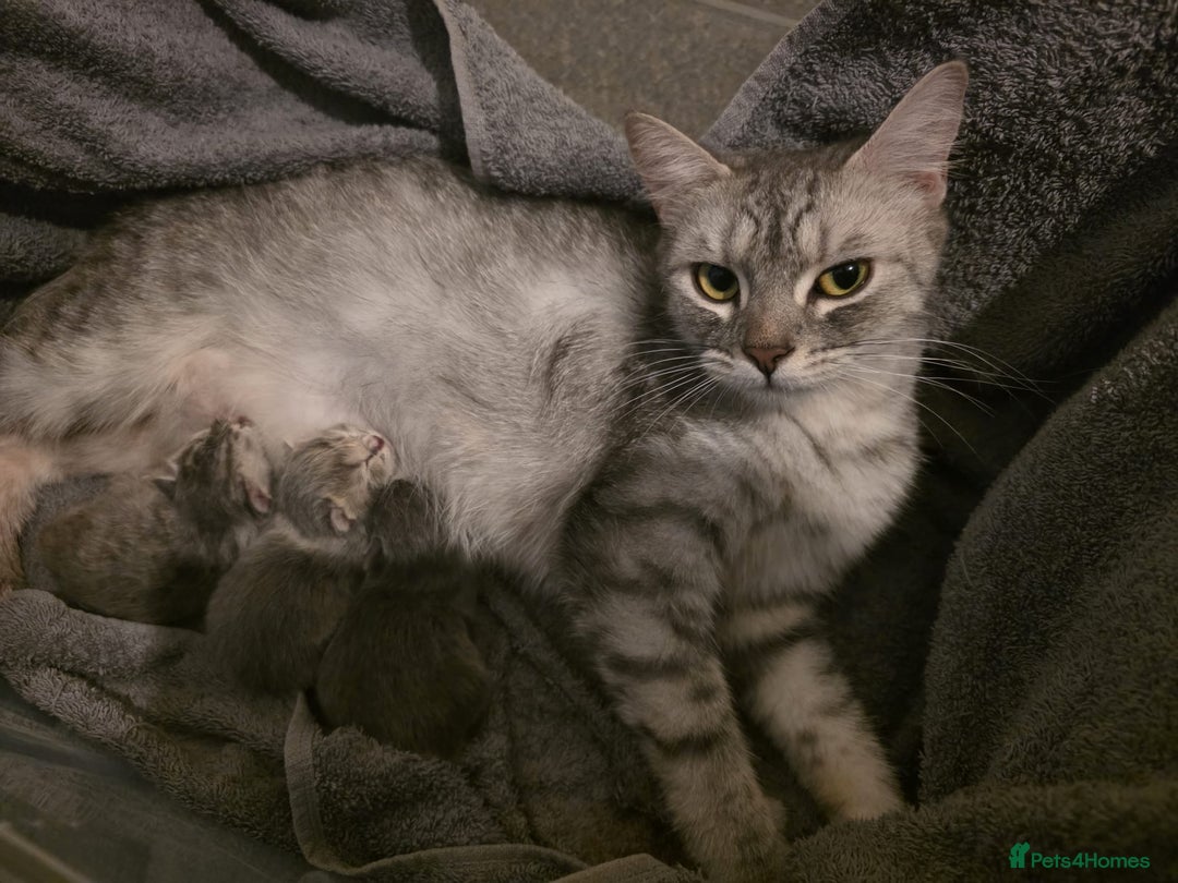 British Shorthair cats for sale: 1 male 1 female British shorthair kitten for sale  - Image 1