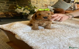 Cockapoo dogs for sale: READY TO GO :Gorgeous litter of  F1 Cockapoo’s - Image 15