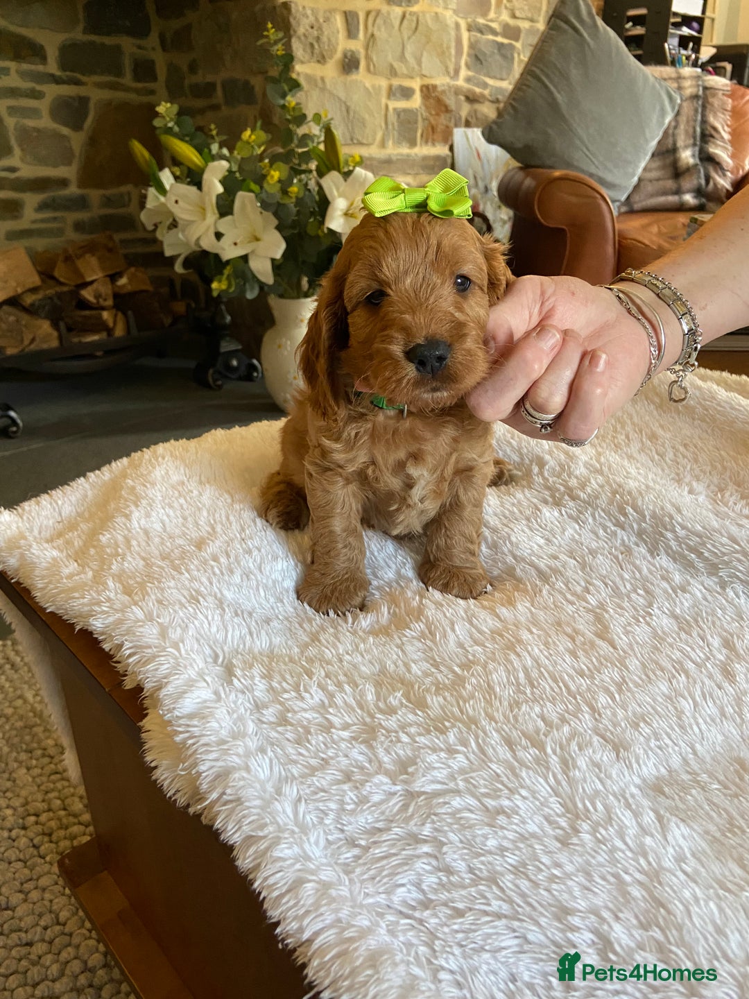 Cockapoo dogs for sale: READY TO GO :Gorgeous litter of  F1 Cockapoo’s - Image 15