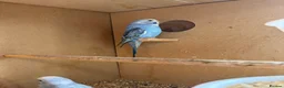 Budgerigars birds for sale: Baby budgies  - Advert 2