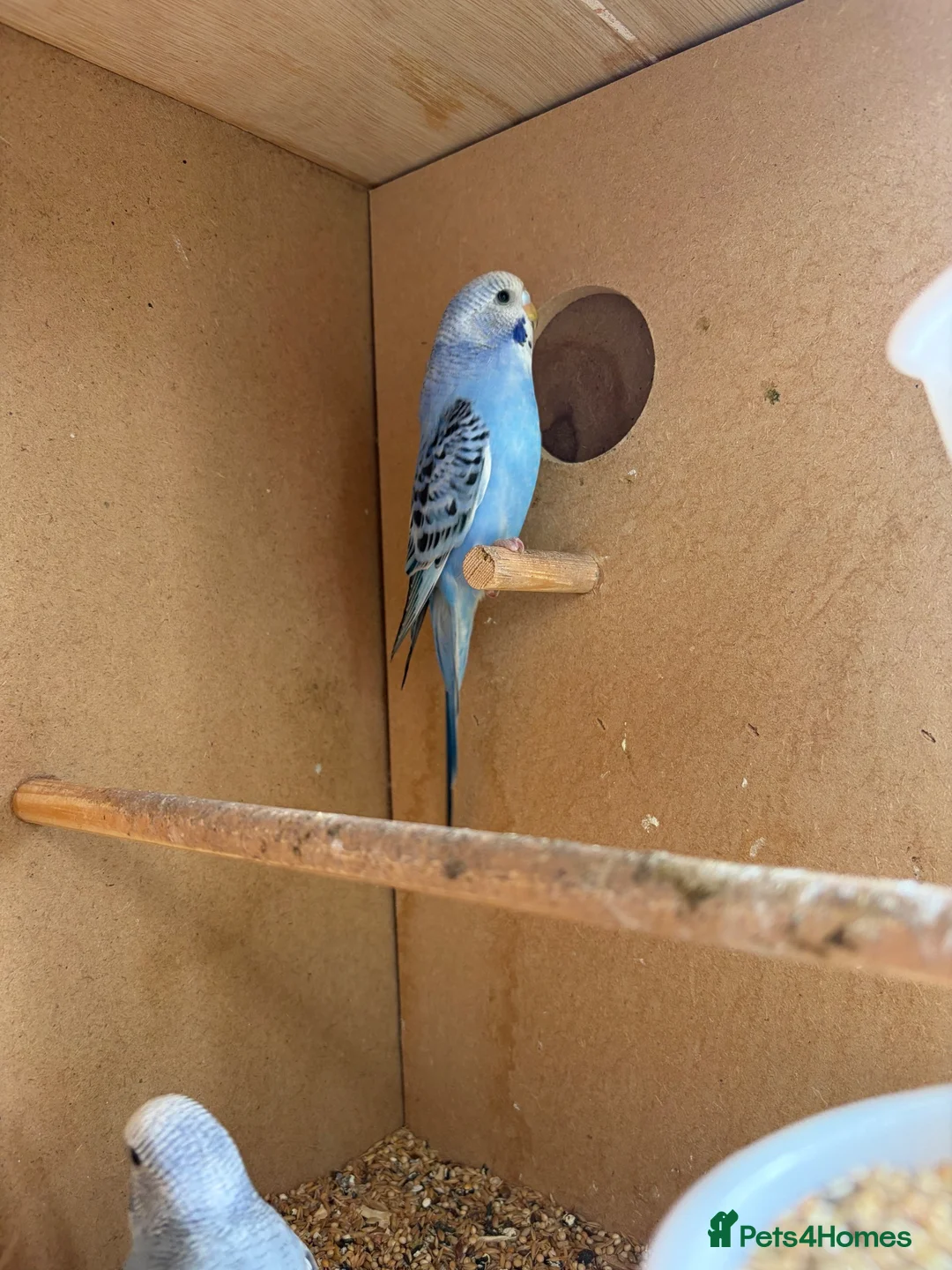 Budgerigars birds for sale: Baby budgies  - Advert 2
