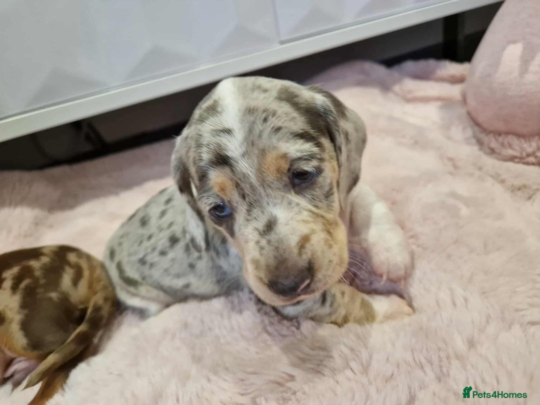 Miniature Dachshund dogs for sale: Only 4 left! Adorable Mini Dachshund Puppies 🐾🐶 - Image 7
