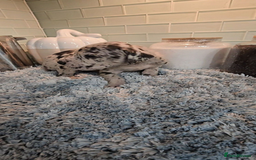 Great Dane dogs for sale: Kc & Beautiful Litter of Chunky Great Dane Puppies - Advert 4