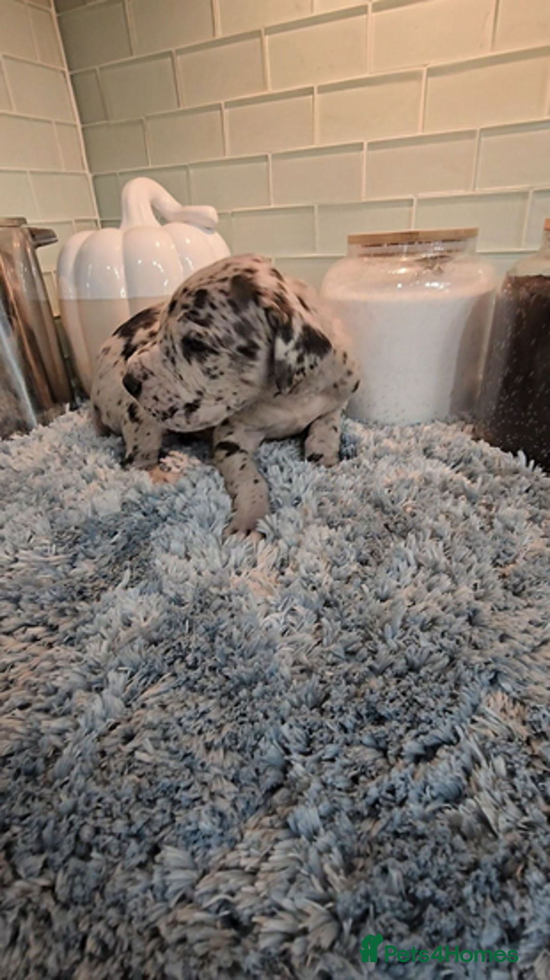 Great Dane dogs for sale: Kc & Beautiful Litter of Chunky Great Dane Puppies - Advert 4