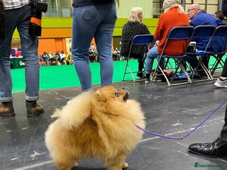 Pomeranian dogs for stud in Peacehaven - Advert 1