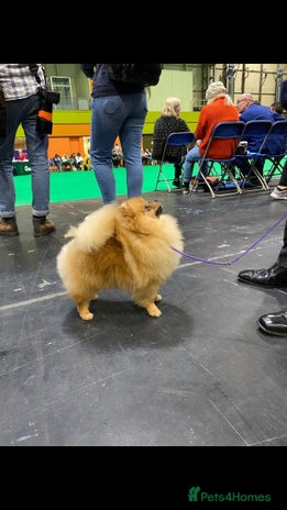 Pomeranian dogs ORANGE SHOW TYPE POMERANIAN FOR STUD ONLY in Peacehaven - Advert 1
