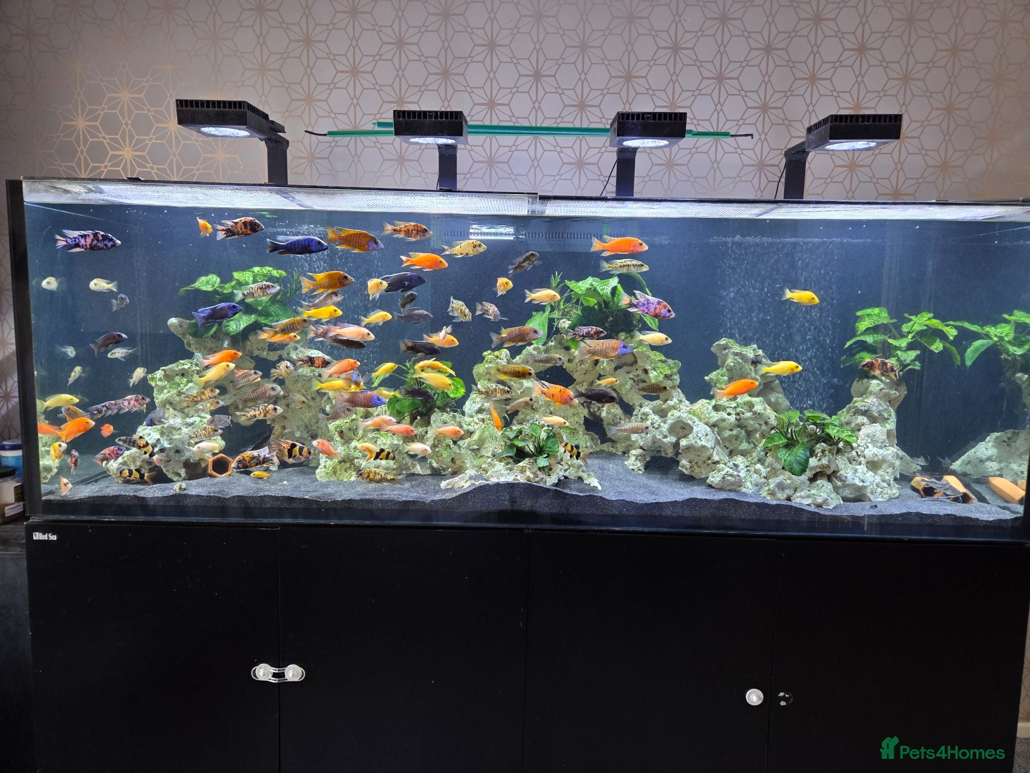 Other/Mixed Breed fish Full  setup with accessories for sale - Advert 2