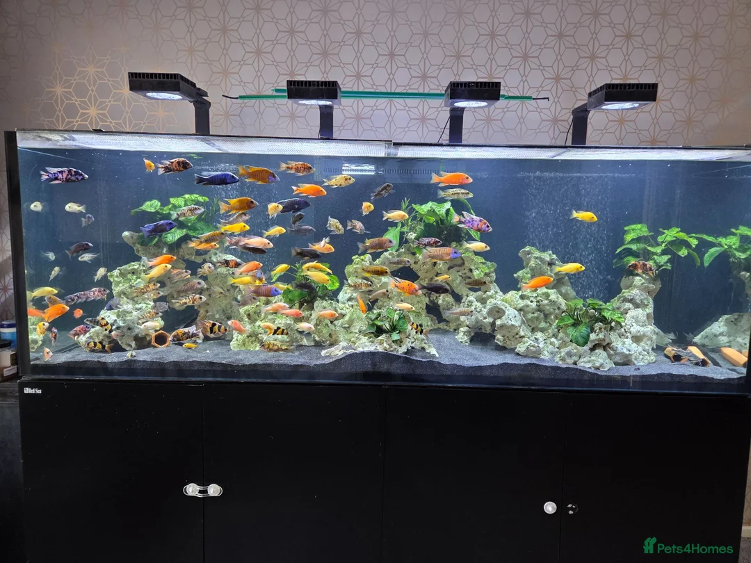 Other/Mixed Breed fish for sale: Full  setup with accessories for sale - Advert 2