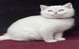 British Shorthair cats for sale: British shorthair kittens golden silver TICA - Image 9