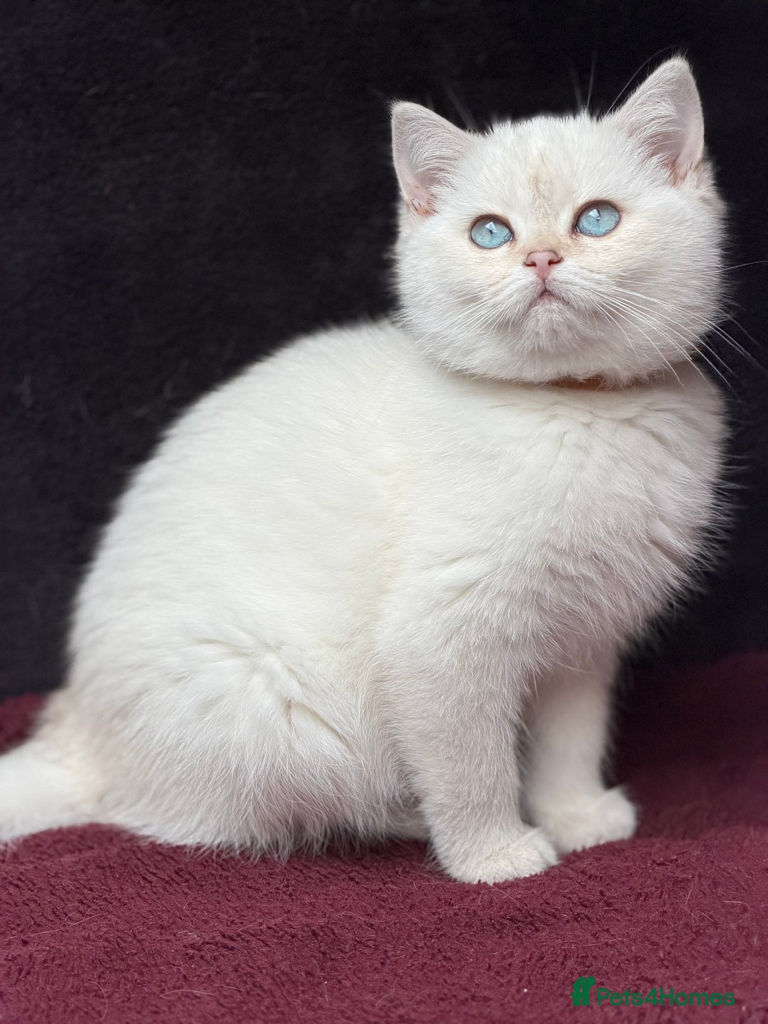 British Shorthair cats for sale: British shorthair kittens golden silver TICA - Image 9