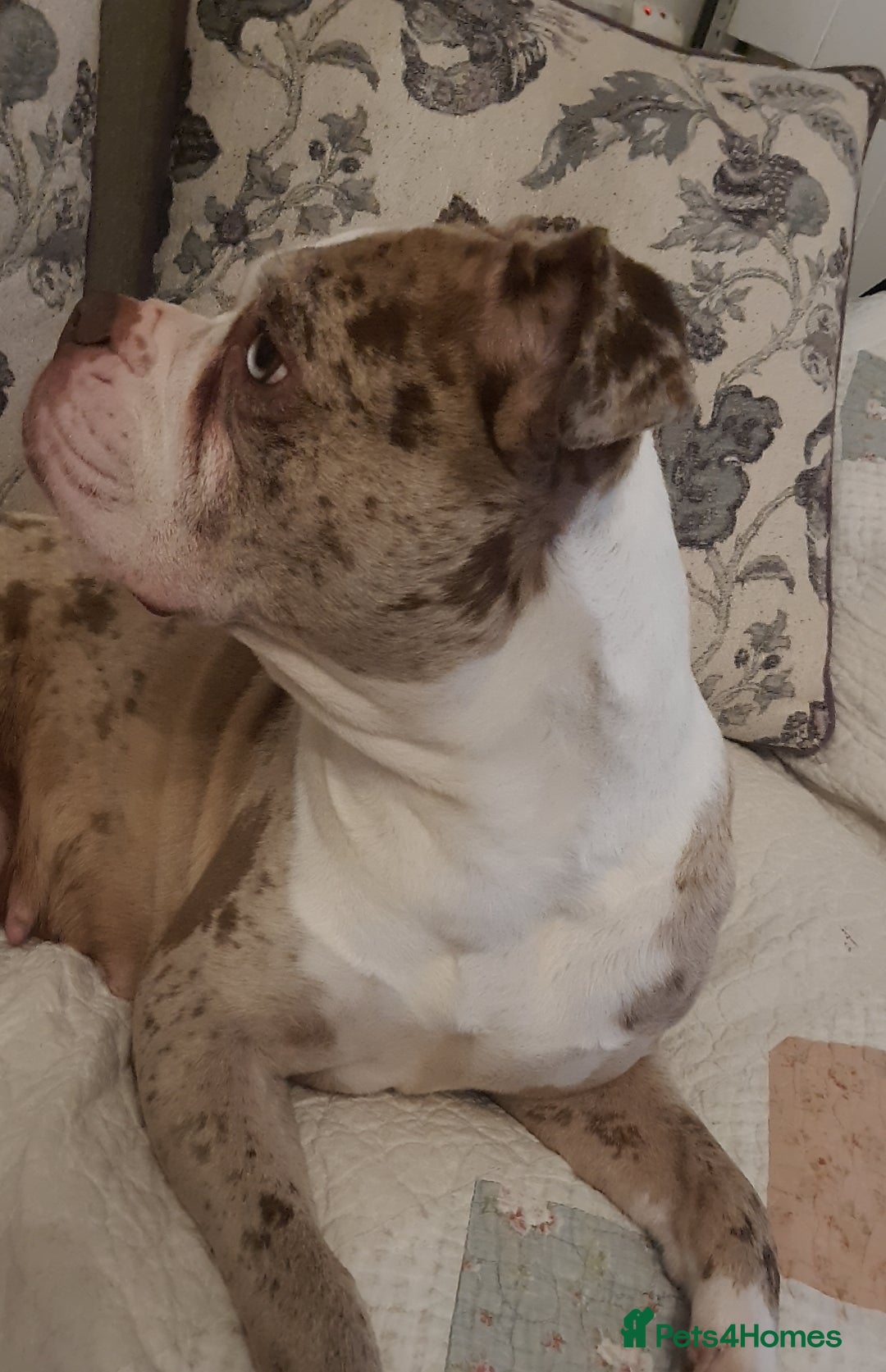 Mixed Breed dogs for sale: Bulldog  - Advert 2