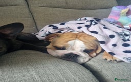 English Bulldog dogs for sale: 2 year old English Bulldog for sale.  - Image 3