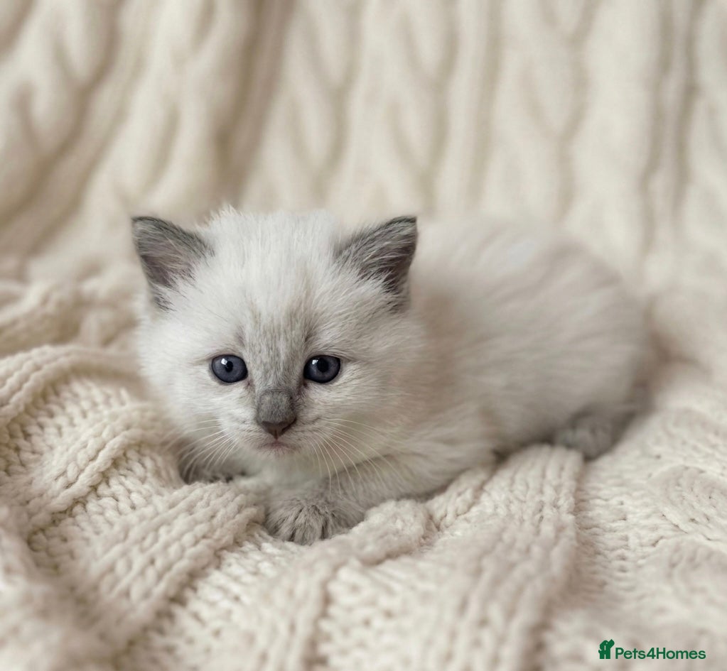 Ragdoll cats Beautiful Ragdoll Kittens 🤍 - Advert 2