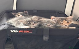 Domestic Shorthair cats for sale: Beautiful kittens.  - Image 2