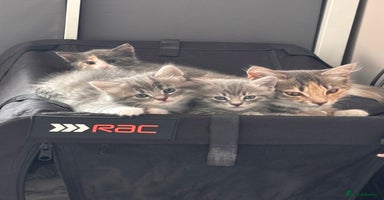 Domestic Shorthair cats - Advert 6