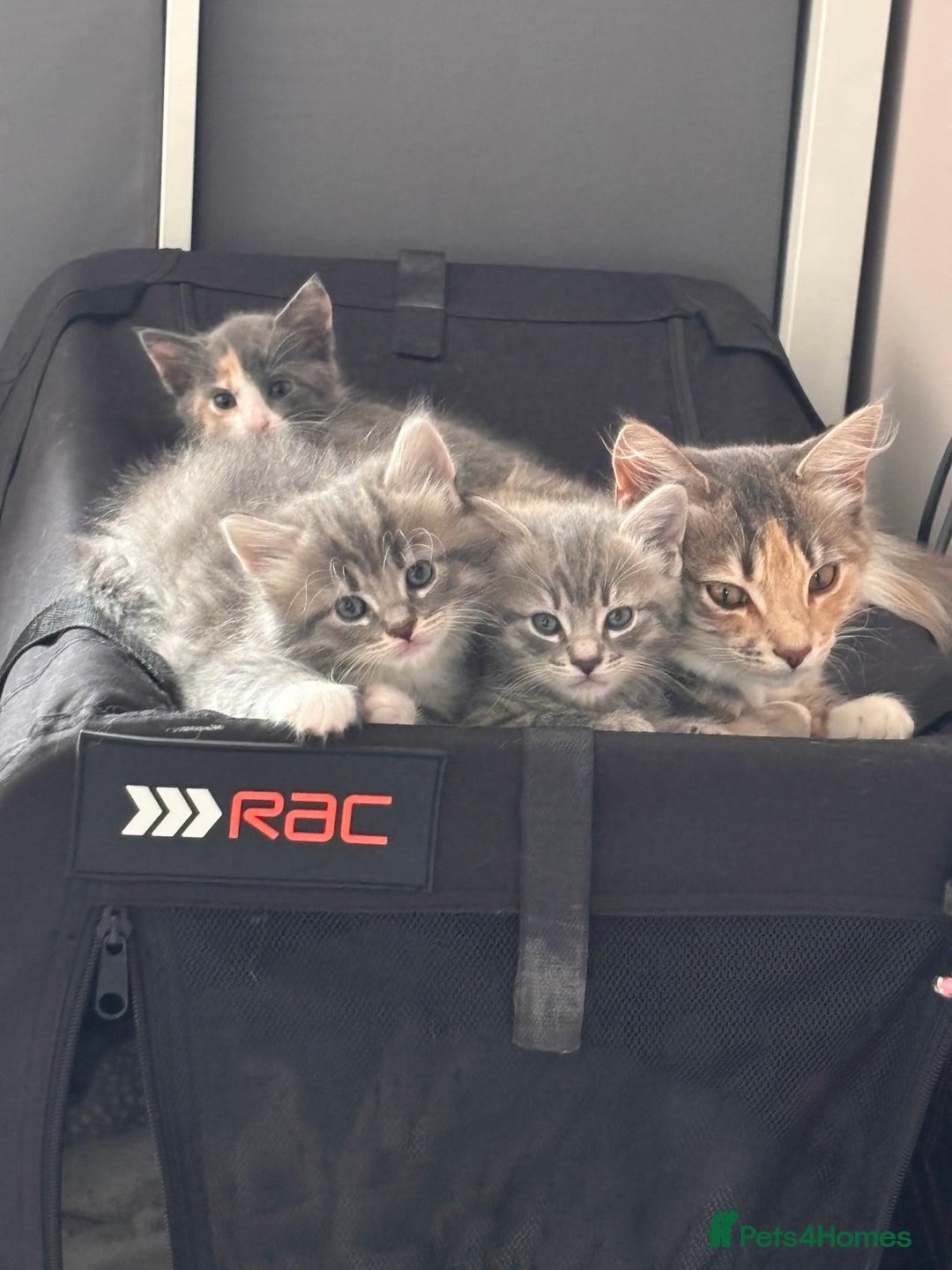 Domestic Shorthair cats for sale: Beautiful kittens.  - Image 2