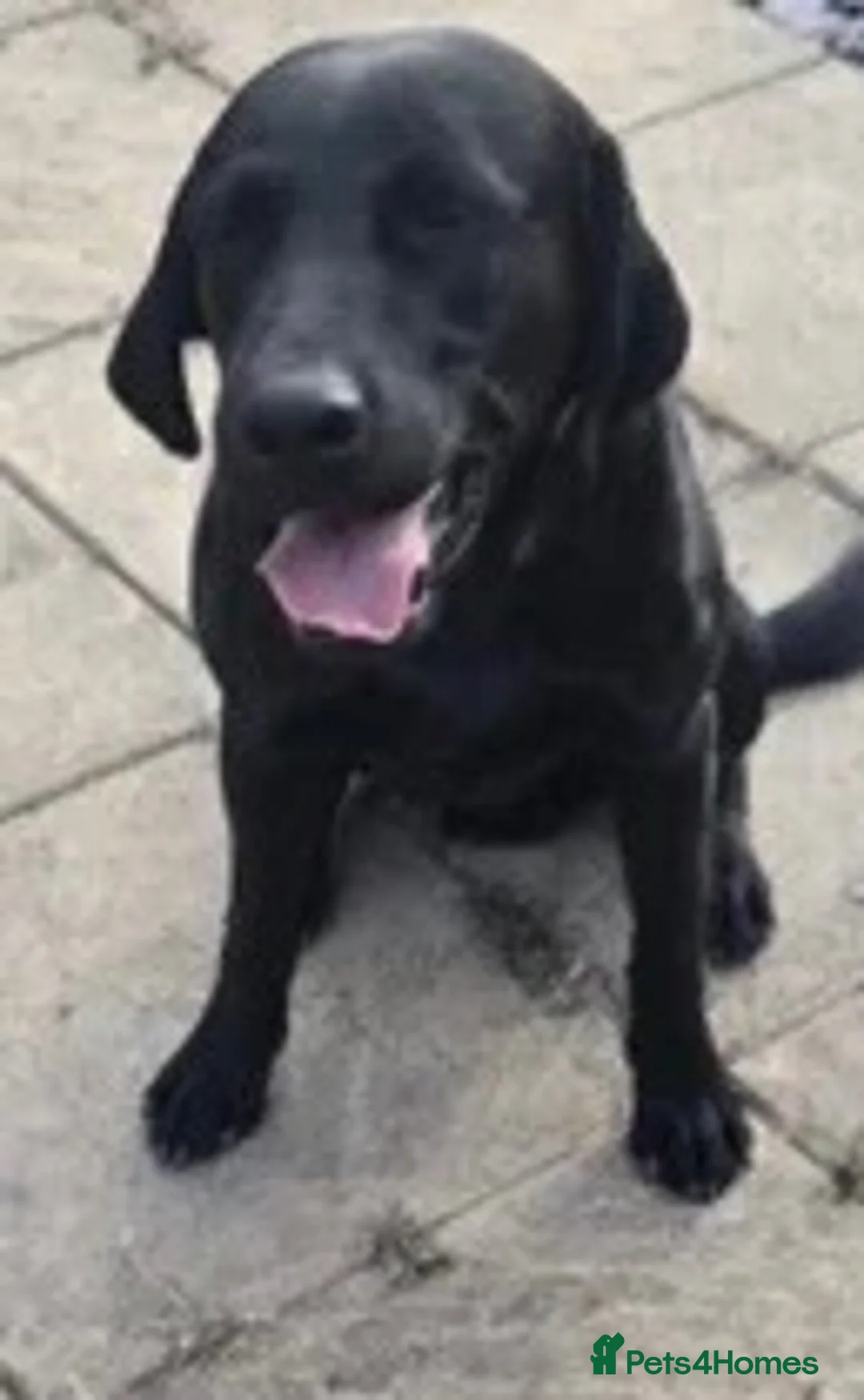 Labrador Retriever dogs for sale: 18 month Labrador male  - Advert 1
