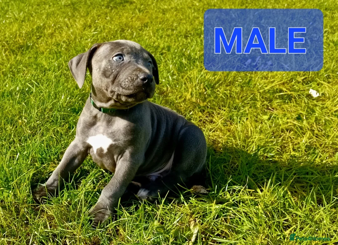 Staffordshire Bull Terrier dogs for sale: Blue Staffordshire bull terrier puppies in Birmingham - Advert 2
