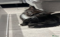 Mixed Breed cats for sale: Kitten  - Image 3
