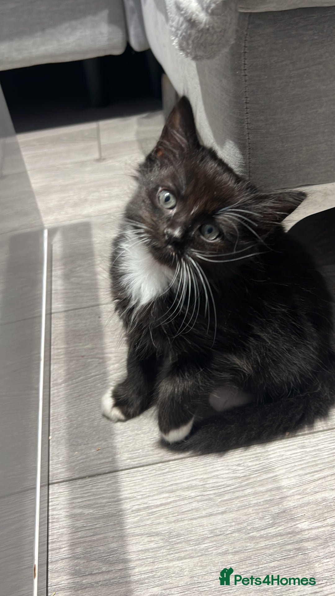 Mixed Breed cats for sale: Kitten  - Image 3