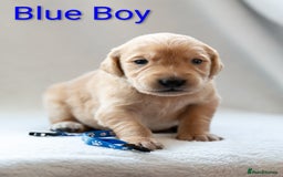 Golden Retriever dogs for sale: Golden Retiever Puppies   - Image 3